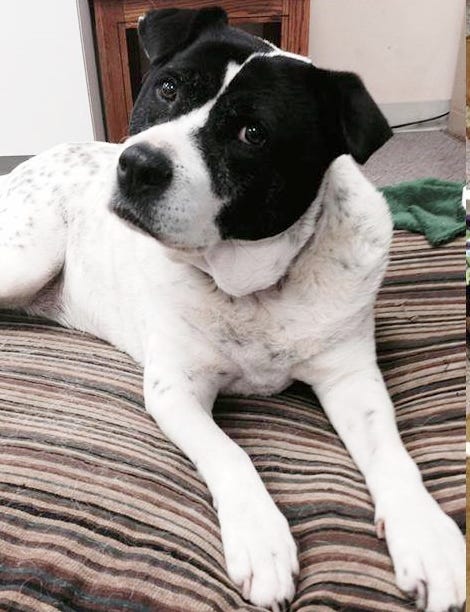 dogs up for adoption for free